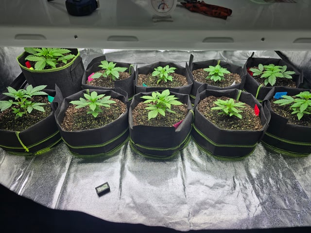 2nd Autoflower Indoor Grow — vegetative, day 18