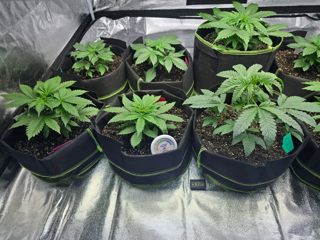2nd Autoflower Indoor Grow — vegetative, day 23