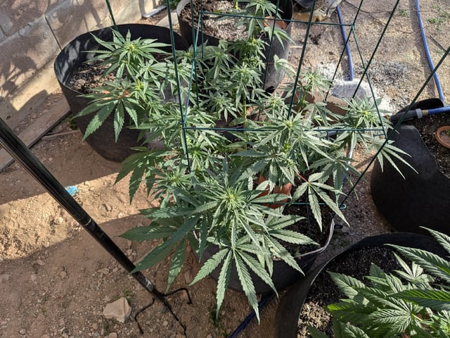 October Start — flower, day 95