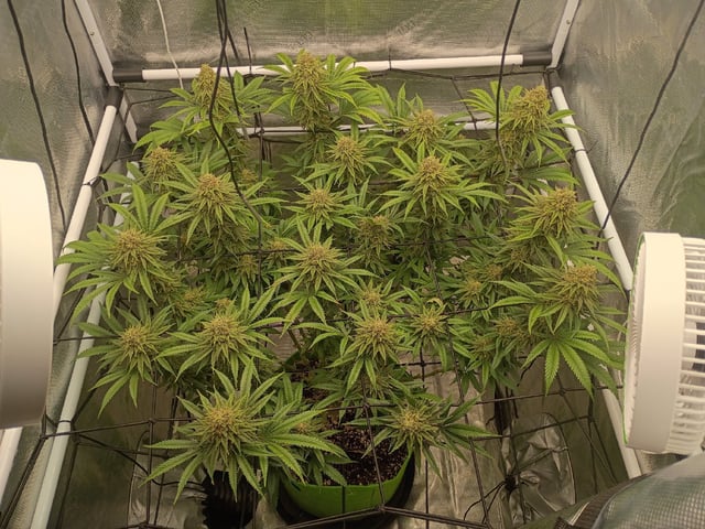 FastBuds Photo-Lemon Mandarin  — flower, day 131