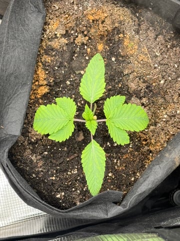 Bruce Banner (Auto) — flower, day 30