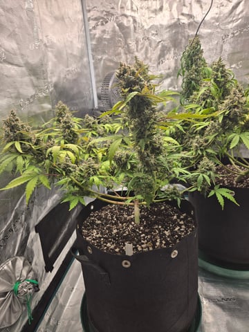 3rd Grow 3x3 tent — flower, day 86