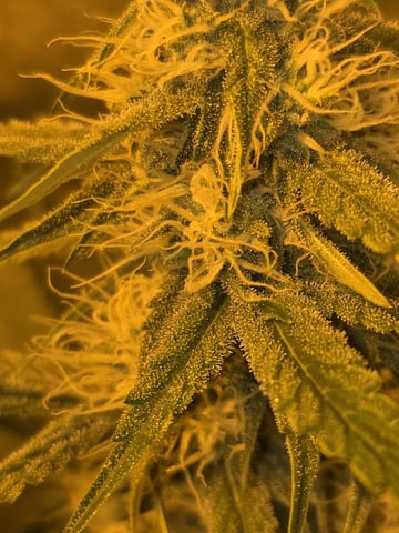 3rd Auto Grow — flower, day 75