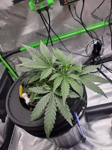 Northern Lights / Banana Kush — vegetative, day 17
