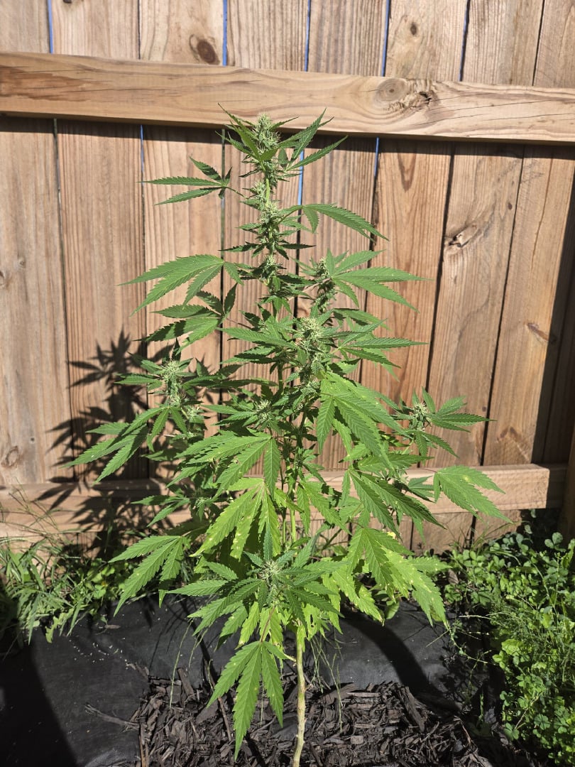 Frosty Suprise 