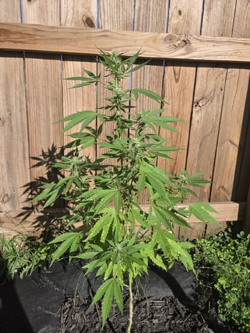 Frosty Suprise  — flower, day 1