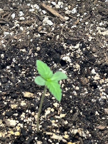 Season 2 — seedling_rooting, day 10