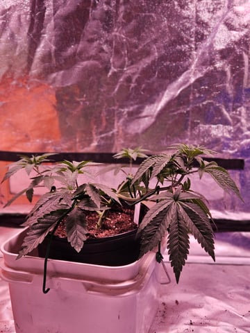gary poppins — vegetative, day 38