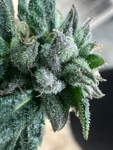 trying some bag seeds — flower, day 72