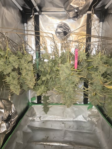 3rd Auto Grow — flower, day 112