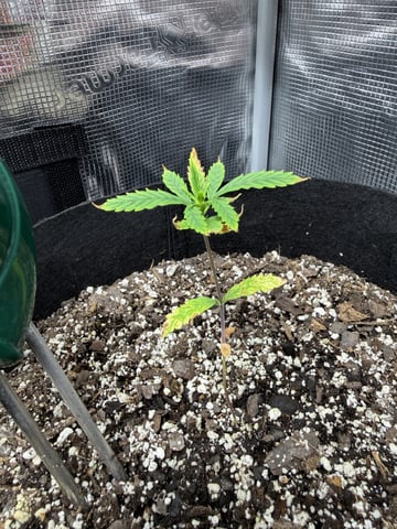 Gorilla Cookies — 1st Grow — vegetative, day 34