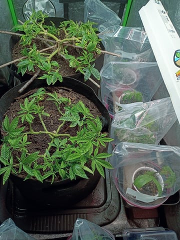 Purple Plum Perfect 💜 & 2 Grape Runtz 🍇 Mainlining garden.  — vegetative, day 132