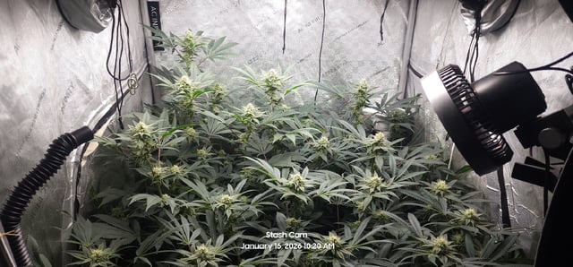 Another Custom Creation — flower, day 111