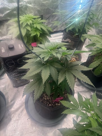  pineapple express — vegetative, day 24