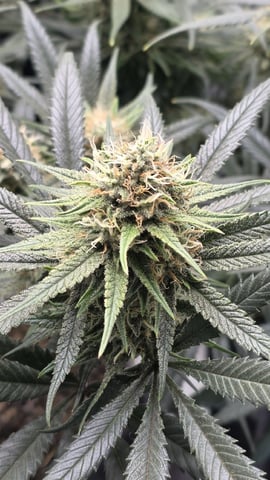 lilac diesel Rbx2 — flower, day 101