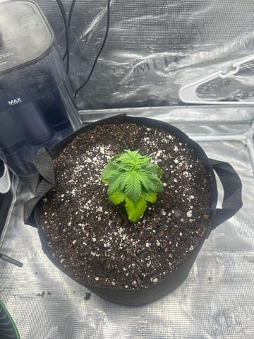 2nd Run — vegetative, day 22