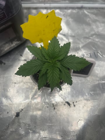 2nd Run — vegetative, day 16