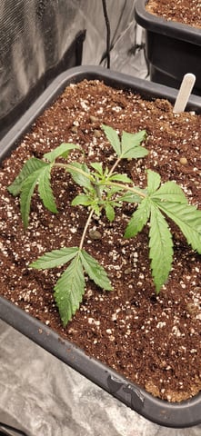 New Strains — vegetative, day 27