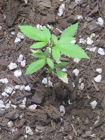 Audrey III — vegetative, day 36