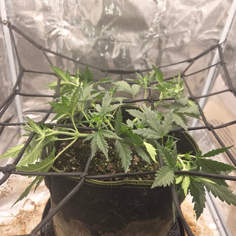 Purple Haze Auto — vegetative, day 35