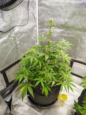 new 1 — seedling_rooting, day 37