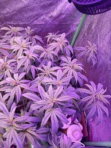 Purple Plum Perfect 💜 & 2 Grape Runtz 🍇 Mainlining garden.  — vegetative, day 110
