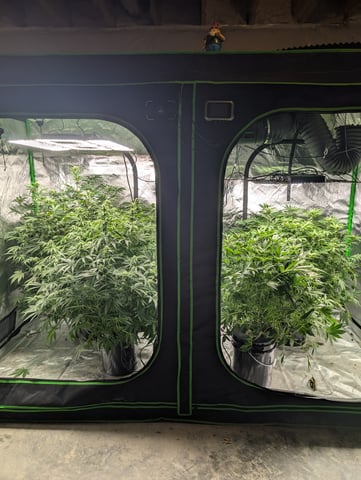 Acapulco Gold  — flower, day 77