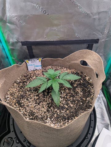 Piggy Stardust — vegetative, day 22