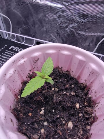 First try — seedling_rooting, day 11