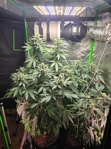 NUMERO UNO — flower, day 8