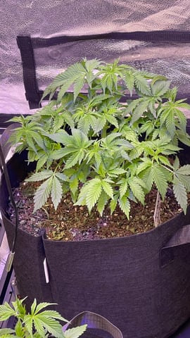1st Ever Grow (GodFather OG) (Coco) — vegetative, day 37