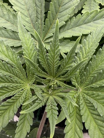 BloodMoon Gelato — vegetative, day 55