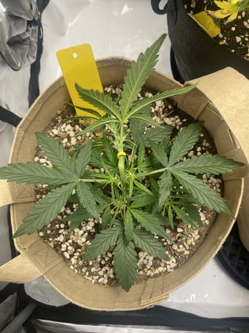 3x3 Grow — flower, day 36
