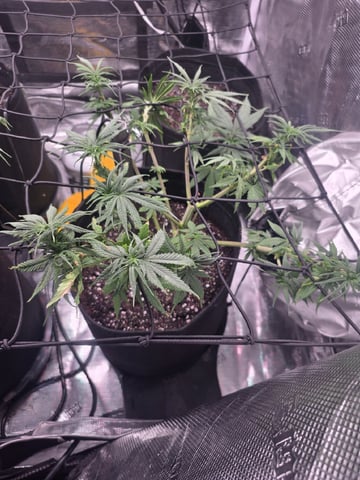 Blue Dream Feminized  — vegetative, day 64