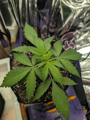 Zkittlez (Auto) — vegetative, day 25