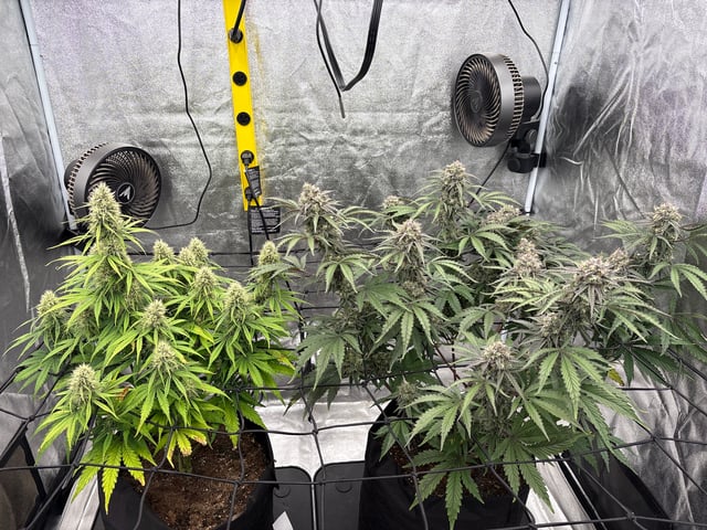 Grow Shed Grow #1 — flower, day 63