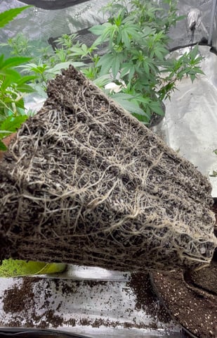 Clones Fat Bastard Clones  — vegetative, day 62