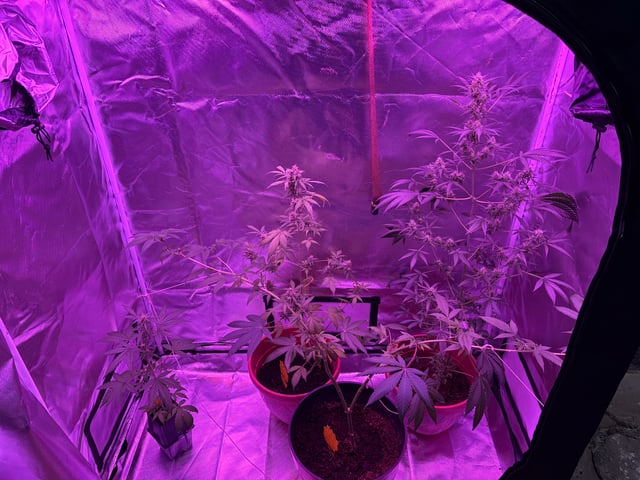 aurora auto — flower, day 106