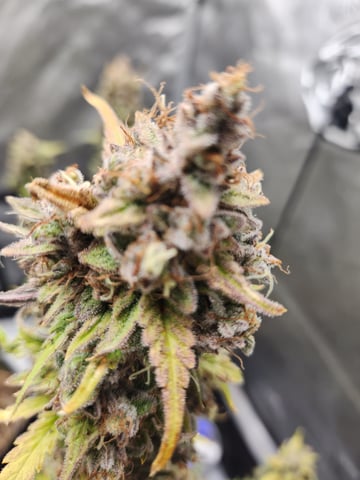 Mephisto Apple Crush and Pop tart OG in Nature's Living Soil.  — flower, day 85