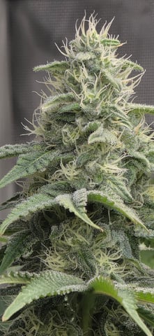 Maple Nectar  — flower, day 73