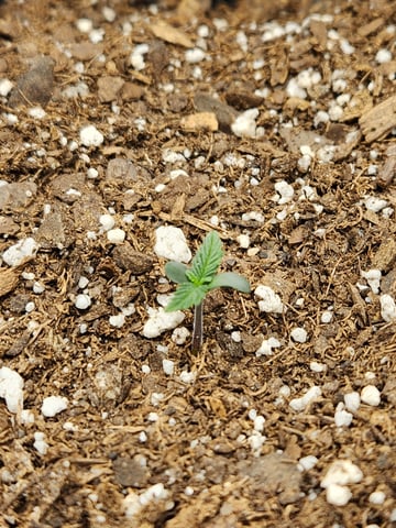 second grow — seedling_rooting, day 2