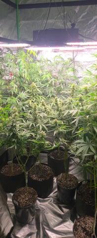 DeathStar, Grease Monkey, Goat Latto, Northern Lights — flower, day 97