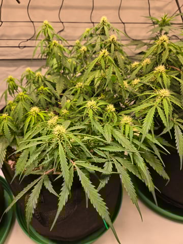 Purple Skunk 3 x 5  — flower, day 50