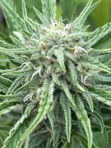 Bruce Banner — flower, day 17
