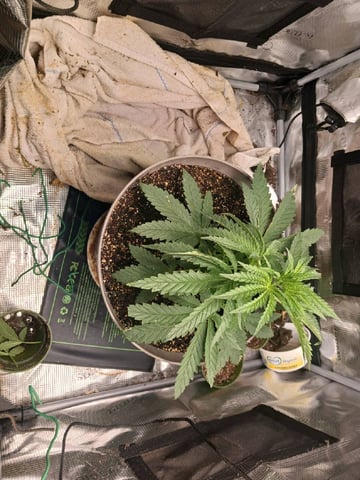 4th grow  — vegetative, day 152