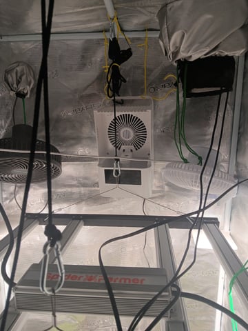 HP CC — vegetative, day 26