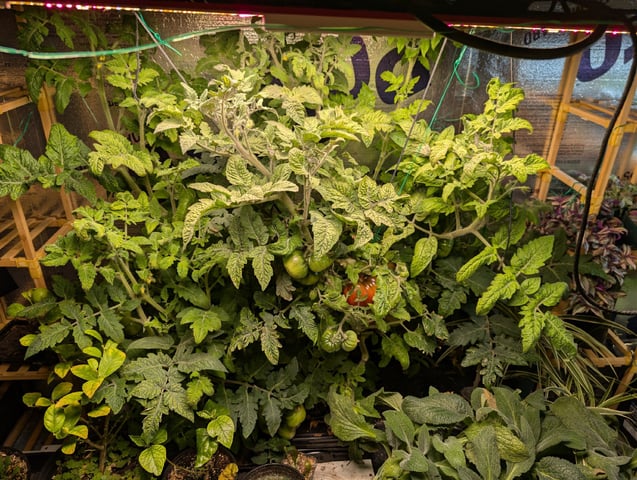 See what grows — vegetative, day 331