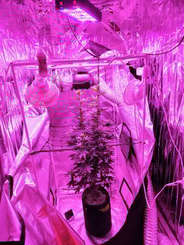 CountryG  — flower, day 105