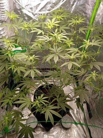 Blanco  — grow_setup, day 1