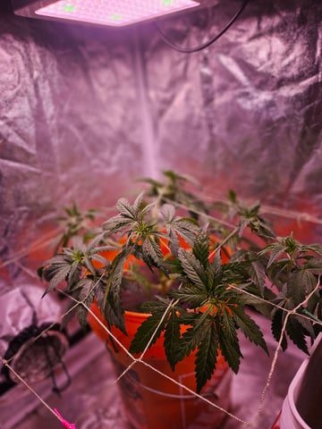 gary poppins — flower, day 42